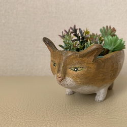 猫豆鉢　キジトラ 8枚目の画像