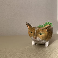 猫豆鉢　キジトラ 9枚目の画像