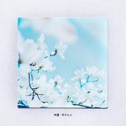 野花のしかくいポストカード 選べる9枚セット（八重桜・サルスベリ・ムクゲ・ユキヤナギ・コスモス・乙女椿）写真・正方形 4枚目の画像