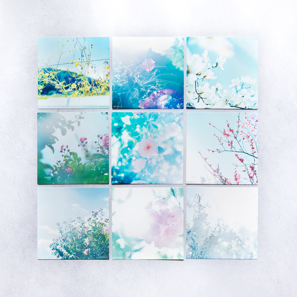 野花のしかくいポストカード 選べる9枚セット（八重桜・サルスベリ・ムクゲ・ユキヤナギ・コスモス・乙女椿）写真・正方形 16枚目の画像
