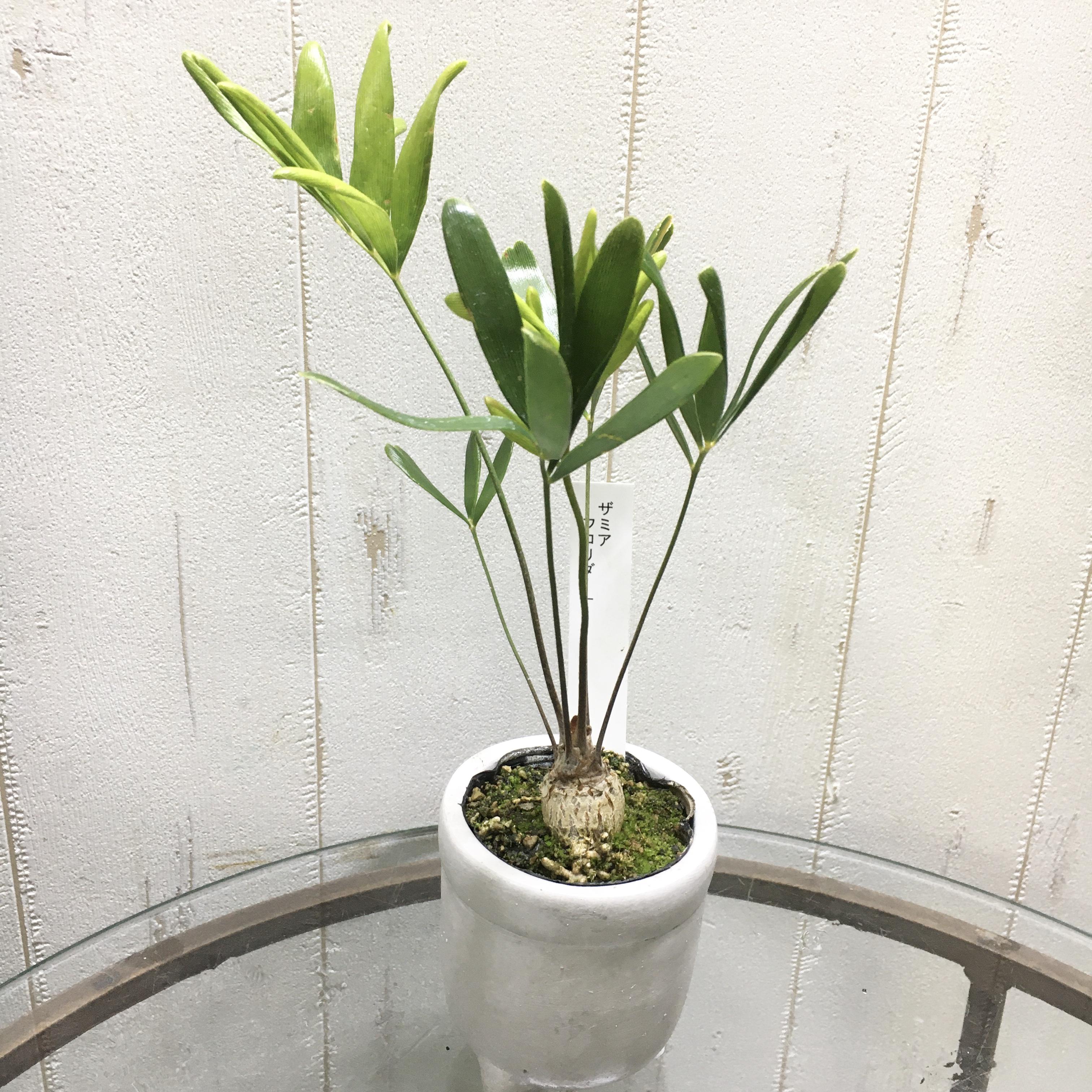 コレクション株】ザミア フロリナーダ 美株 ダブルヘッド 作家鉢付