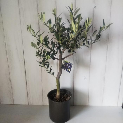 Amazon｜観葉植物 SOUJU（創樹）ブランド：オリーブの木*4号