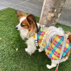 春先ワンピース　ビタミンカラーファンシーチェック柄・犬服 5枚目の画像