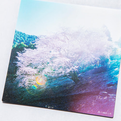 クマノザクラ② 3枚セット（野花のしかくいポストカード）桜・さくら・写真・熊野・正方形・メッセージカード 2枚目の画像