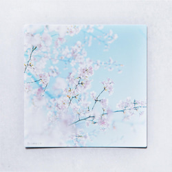 クマノザクラ③ 3枚セット（野花のしかくいポストカード）桜・さくら・写真・熊野・正方形・メッセージカード 1枚目の画像