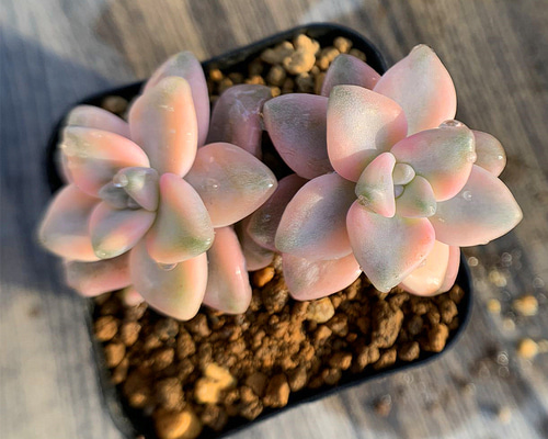 324.多肉植物 グラプトべリア属 ティテュバンス錦（2頭）美苗 斑入