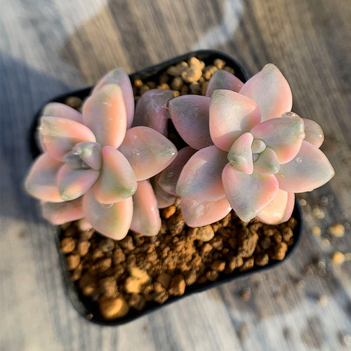 324.多肉植物 グラプトべリア属 ティテュバンス錦（2頭）美苗 斑入