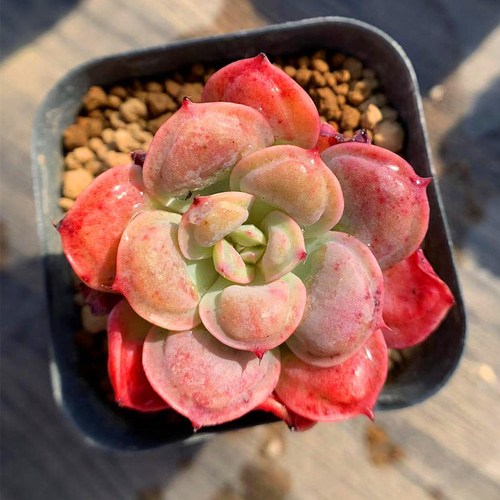 327.多肉植物 観葉植物 エケベリア属 丸葉レインドロップ 抜き苗 327.多肉植物 観葉植物 エケベリア属 丸葉レインドロップ 抜き苗