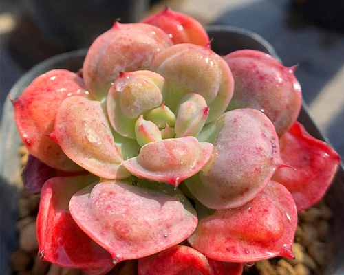 327.多肉植物 観葉植物 エケベリア属 丸葉レインドロップ 抜き苗