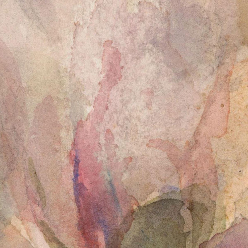 額縁付き] Verwelkte roos 薔薇 バラ アートポスター 天然木