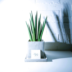 ●空気浄化植物●新作”バキュラリス　ミカド　スクエアアッシュグレー鉢＆受け皿セット”サンスベリア　エコプラント　観葉植物 1枚目の画像