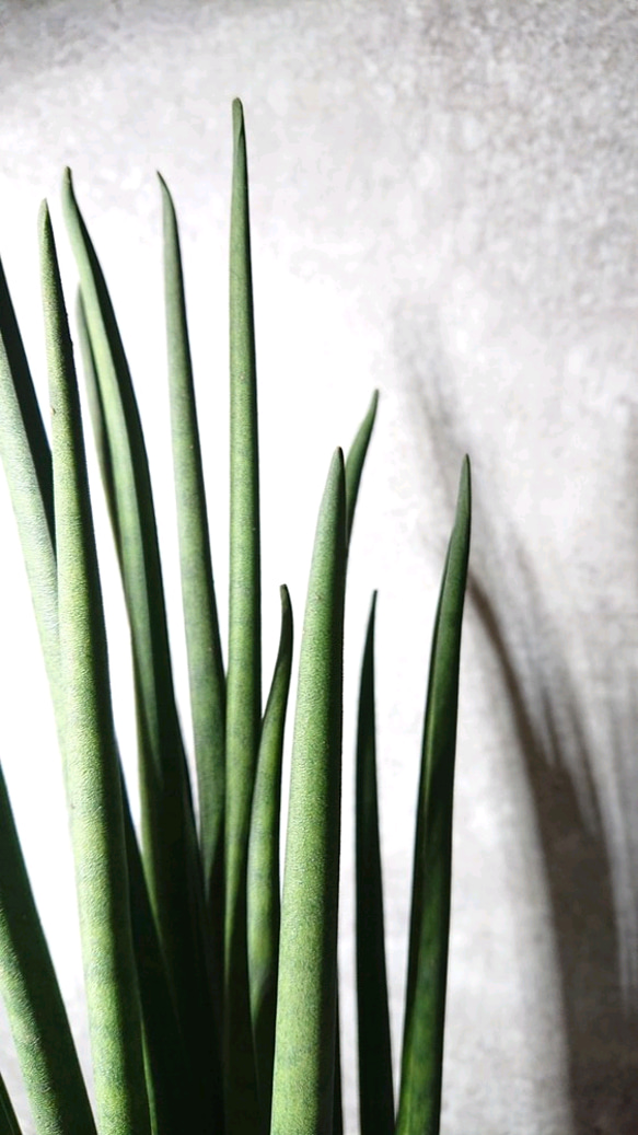 ●空気浄化植物●新作”バキュラリス　ミカド　スクエアアッシュグレー鉢＆受け皿セット”サンスベリア　エコプラント　観葉植物 5枚目の画像