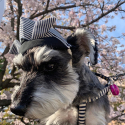 犬 猫 ちょこんと被れる兜 かぶと ヘッドバンド ヘアアクセ ヘアバンド 帽子 子供の日 端午の節句 ペット お揃い 7枚目の画像