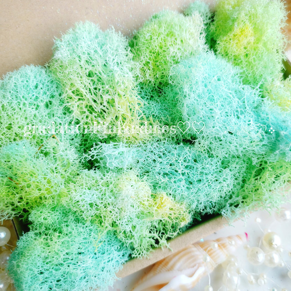 フィンランドモス 琉球*ルミカモス☆ 蓄光 フィンランドモス