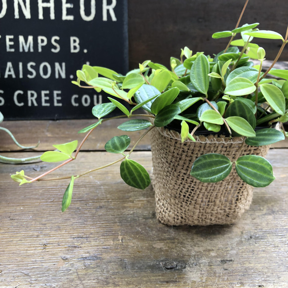 アングラータ♡ペペロミア♡観葉植物♡インテリア 15枚目の画像