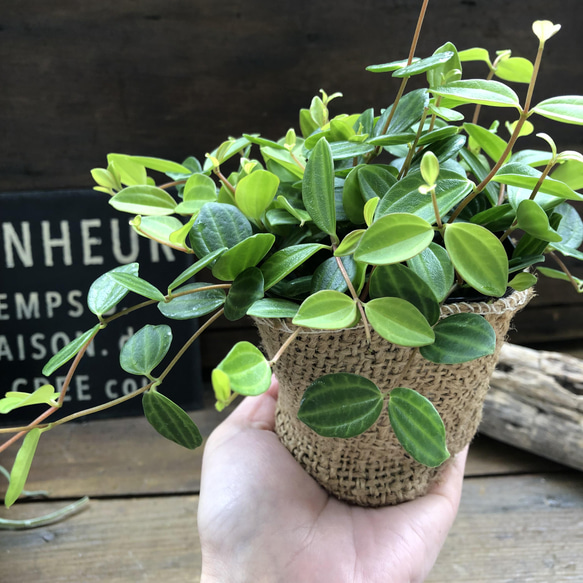 アングラータ♡ペペロミア♡観葉植物♡インテリア 7枚目の画像