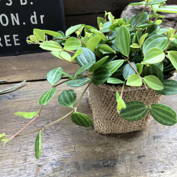 アングラータ♡ペペロミア♡観葉植物♡インテリア 10枚目の画像