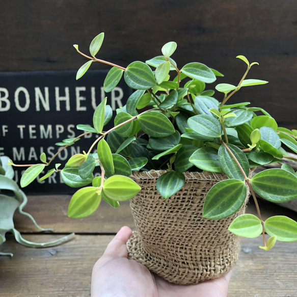 アングラータ♡ペペロミア♡観葉植物♡インテリア 17枚目の画像