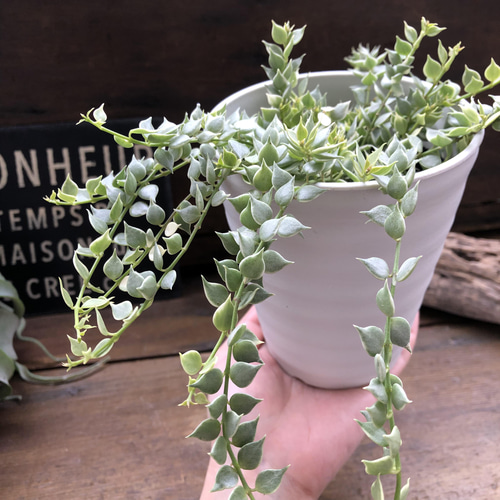 斑入りミリオンハート♡白鉢♡希少♡ディスキディア♡観葉植物 アート