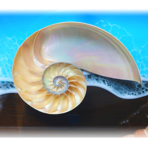 アートパネル 壁掛け　碧のビーチ&シェル(貝殻) 230×300　レジンアートパネル ディスプレイ パワーシェル ２ 6枚目の画像