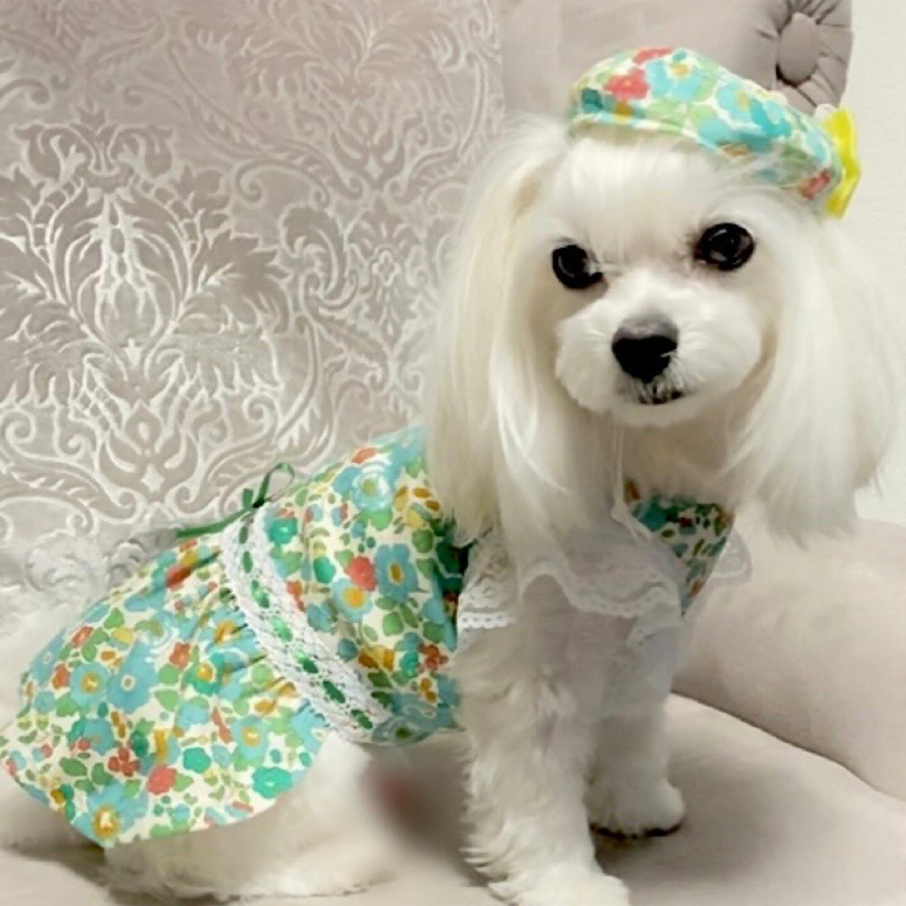 犬服 サークルコットン フリフリ ハンドメイド 騒がしかっ