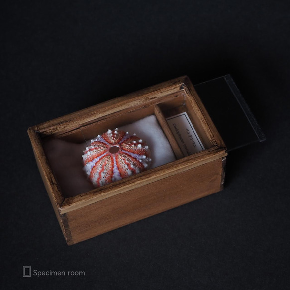 ウニ殻骨格標本箱14個セット。 14枚目の画像