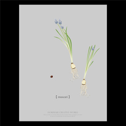 【大人っぽいムスカリたち】根付きムスカリ　選べるカラー展開　インテリア アートポスター 16枚目の画像
