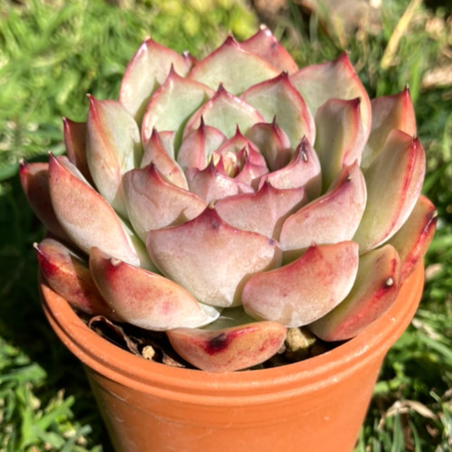 プレリンゼ 多肉植物 抜き苗 韓国苗 多肉植物 GONZU 通販