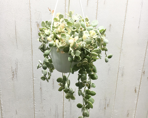 特価＊トラディスカンティア フルミネンシス バリエガータ＊抜き苗＊白