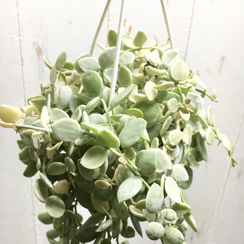 希少 斑入り ディスキディア ヌンムラリア バリエガータ 2.5号吊鉢