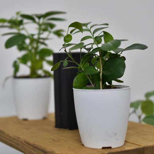 立体的に演出！ タワー型フラワースタンド【組立式】 一輪挿し・花瓶