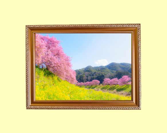 桜・菜の花・青い空 「春の三色」額装写真 A4判 1枚目の画像