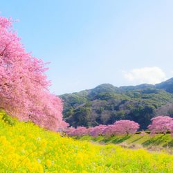 桜・菜の花・青い空 「春の三色」額装写真 A4判 2枚目の画像