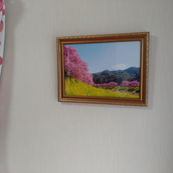 桜・菜の花・青い空 「春の三色」額装写真 A4判 3枚目の画像