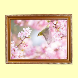 額装写真「河津桜とメジロ」 A4判 写真・グラフィック くみこ 通販