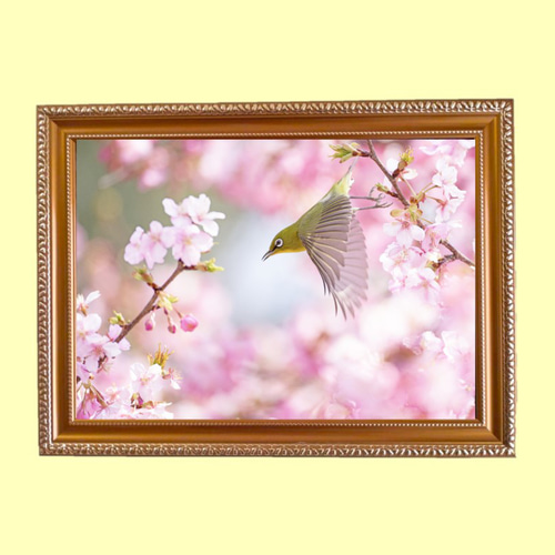 額装写真「河津桜とメジロ」 A4判 写真・グラフィック くみこ 通販