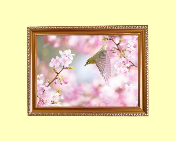 河津桜とメジロ 額装写真 A4判 1枚目の画像