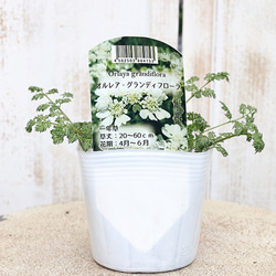 花苗 常緑樹 メラレウカ・ティーツリー トピアリー仕立て 4号ポット