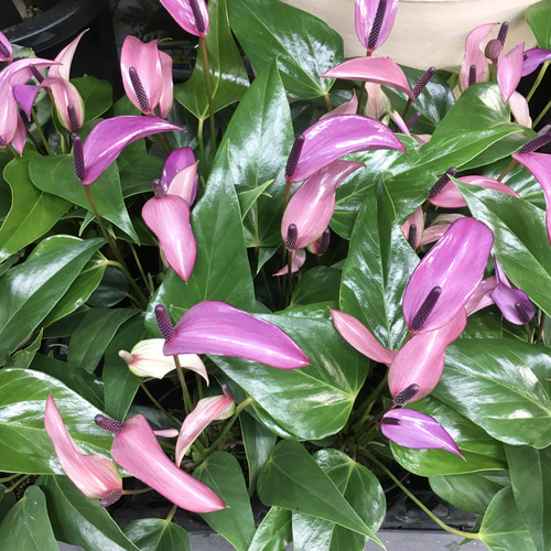 珍種 パープル色 アンスリウム ジゾウ その他インテリア雑貨 PLANTS