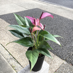 珍種 パープル色 アンスリウム ジゾウ その他インテリア雑貨 PLANTS