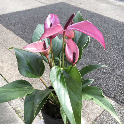 珍種 パープル色 アンスリウム ジゾウ その他インテリア雑貨 PLANTS