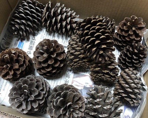 テーダマツ テーダ松ぼっくり 14個 その他素材 みどいた 通販 13554499