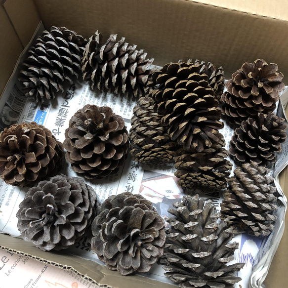 松ぼっくり まとめ売り 60個 松ぼっくり まとめ売り 60個 【公式通販】