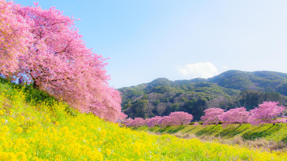 桜・菜の花・青い空 「春の三色」額装写真 A4判&2L判 (写真のみ2枚) 1枚目の画像