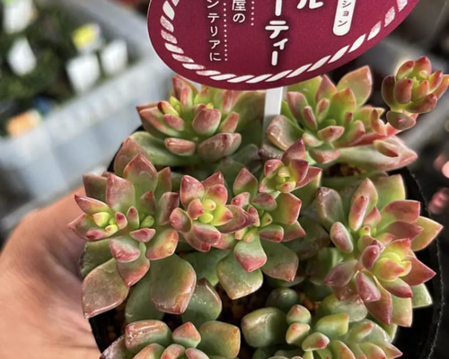 多肉植物 リトルビューティー カット苗7コ （多肉植物＊レア2品種入 