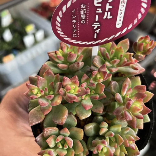 ✳️ギシギシ入ってます❗️多肉植物 リトルビューティー✳️①pot分 6