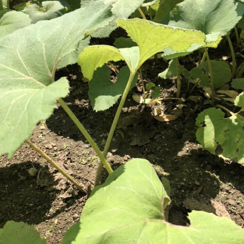 ふき 苗 地下茎 新芽付き 4株 無農薬 天然山菜 蕗 その他素材