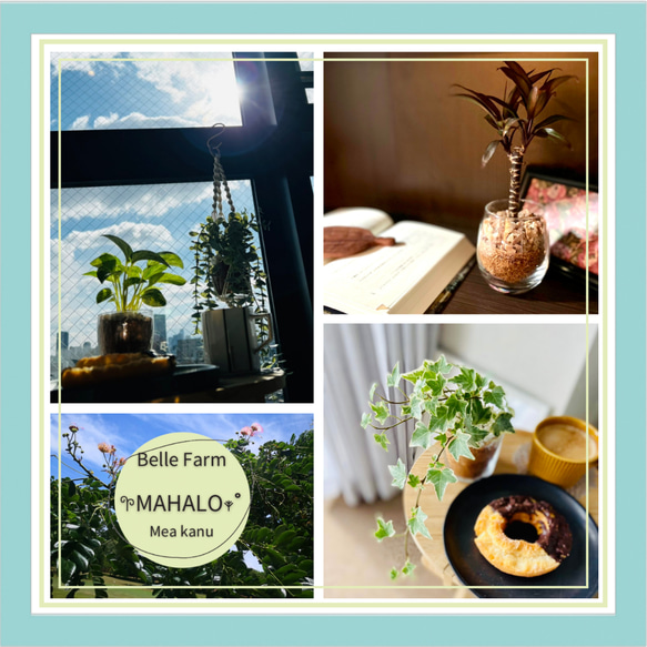 キッチンやダイニングに最適 バイオチップ 虫がわかない 清潔 匂わない ハイドロカルチャー エコスギ使用 観葉植物 室内 5枚目の画像