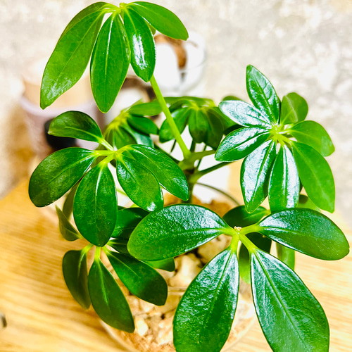 専用です。SUKA ヨガマット 緑の植物デザイン 再販 まるいガラス 可愛らしいカポック バイオチップ 虫がわか
