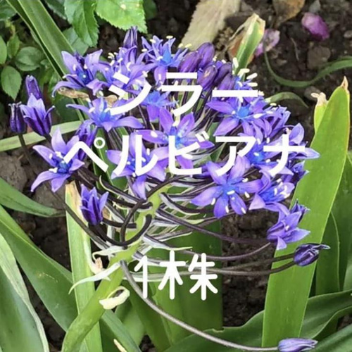 o1080079715389881524.jpg